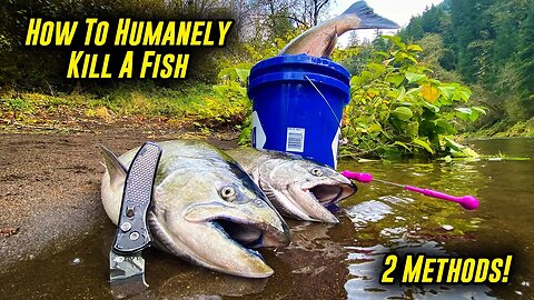 The BEST 2 Ways To KILL & Bleed Fish! (Quick, Ethical, & Humane.)