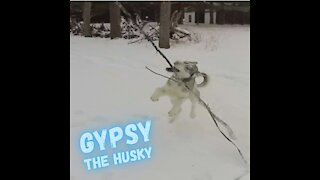 Gypsy The Husky Loves Playing In The Snow With His Favourite Giant Stick! - (slo-mo)