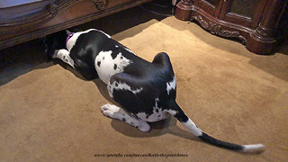 Great Dane tries to squeeze under bed to play with grumpy cat