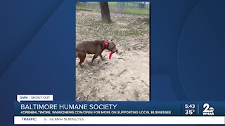 Baltimore Humane Society