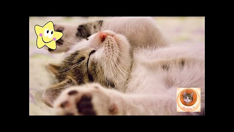 Best Funny Videos 🤣 - People Being Idiots _ 🤣 Try Not To Laugh - BY Funny Cats #PetValleyy