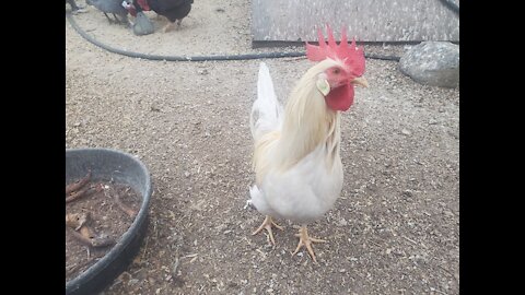 Silver Pyle Leghorn Cockerel