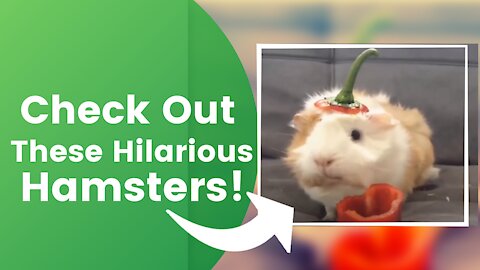 Check Out These Hilarious Hamsters!