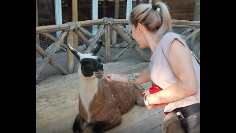 An Incredibly Cute Llama Eats From Our Hands