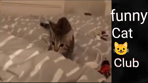 Viral funny video 2023. Viral cat and dog funny moments of the world 🌍🌍