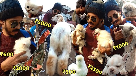 cheapest bird market in delhi|| aseel murga | goat | persian cat | american silky murgi | bull dog