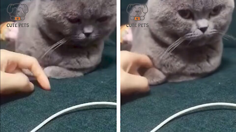 cat loves to play with finger cat😸