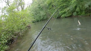 DAY 1 Testing Single vs Treble Hooks With Some Big Trout Caught