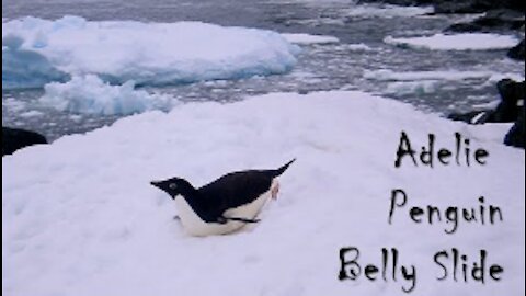 Adelie Penguin Sliding On Its Belly