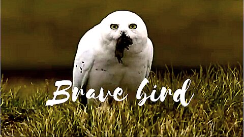 Brave white bird