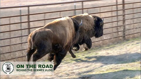 Two Yellowstone Bulls migrated all the way to Oklahoma.