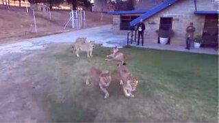 Lions chase drone in South Africa