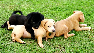 Puppies Linked to Multi-State Infection Outbreak