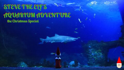 The Christmas Special: Steve The Elf's Aquarium Adventure