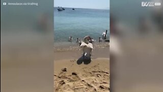 Un cygne anxieux pousse une femme l'eau!