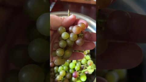 Grow Your Own Delicious Grapes At Home!