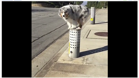 Australian Shepherd loves to parkour during walks