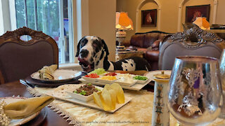 Happy Great Dane Enjoys A Taste Of Taco Tuesday Dinner