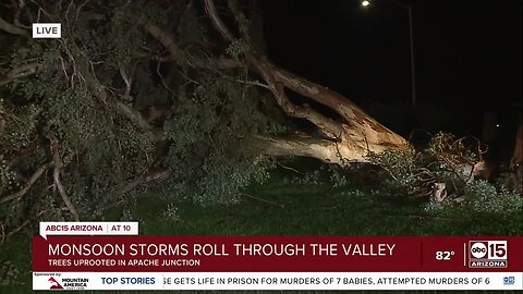 Storm uproots trees near City Hall in Apache Junction