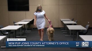 Maricopa County Attorney's Office training fourth dog to help children through trial process