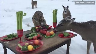 Zoológico prepara jantar de natal para veados