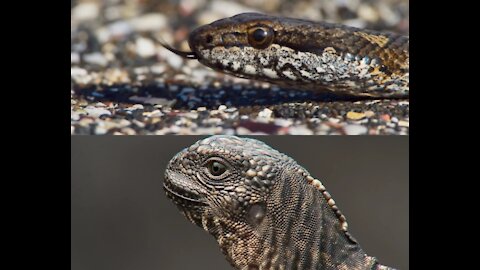 iguana chased by killer snakes