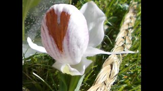 Pink Showy Lady Slipper Meditation 6 2020