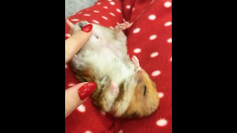 Cute sleepy hamster in human arms