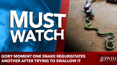 Gory moment one snake regurgitates another after trying to swallow it