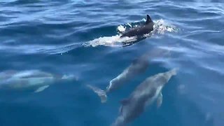 'Megapod' of thousands of dolphins off the coast of San Diego