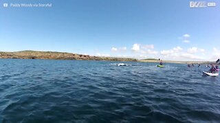 Delfini nuotano lungo la costa irlandese