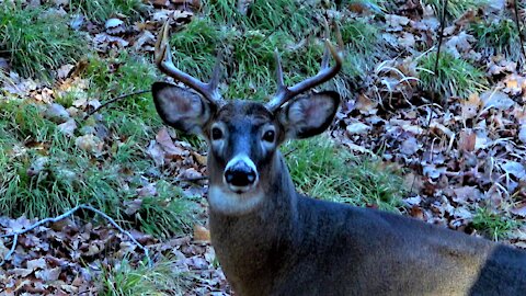 Large stag deer stares curiously at motionless man sitting in his forest