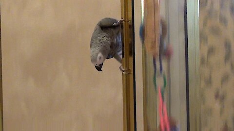 Daring parrot demonstrates how to slide down a shower door