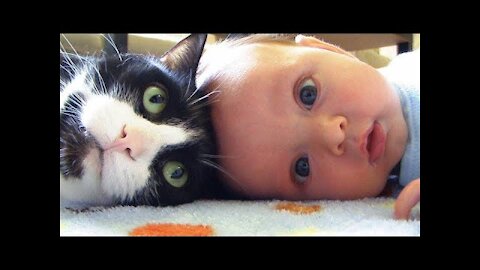 Cute Cat and Babies Playing Together Funny Cat Videos