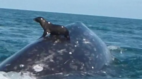 Nonchalant Seal Catches A Piggyback Ride On A Friendly Whale