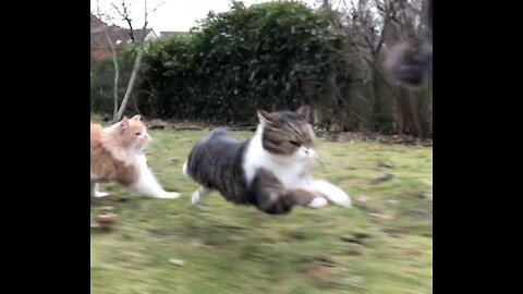 Epic running cat action