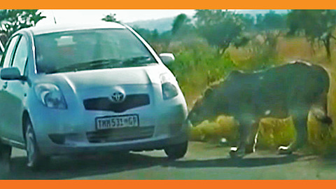 Curious Big Cat Bites Tire, Causing It To Burst