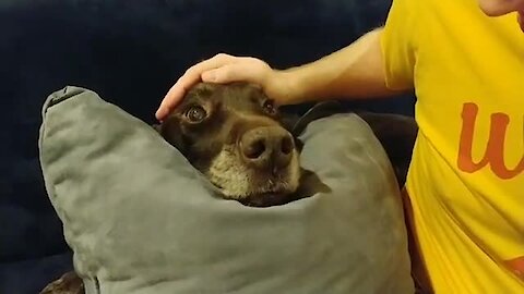 Rainy day cancels this pup's walk and he's not happy about it