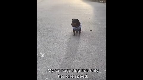 Slow running dog