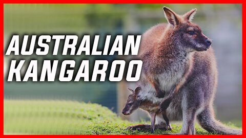 AUSTRALIAN KANGAROO | KANGAROO POUCH | AUSTRALIA | KANGAROO HABITAT