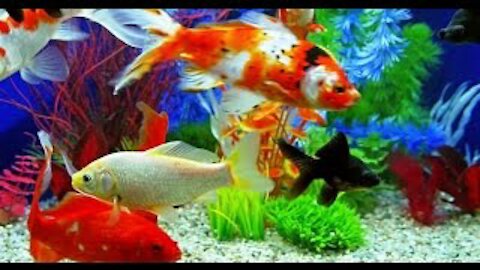 Beautiful Multicolor Fishes (Fish Aquarium)