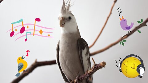 Cockatiel fail to sing part of The Addams Family song. So funny video!