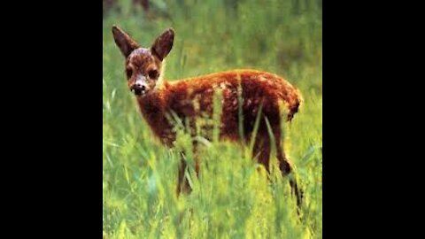 Krsulya eats grass in the field