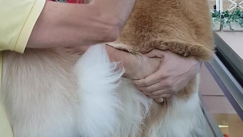 Big Puppy Carried In Arms When Riding A Scary Escalator