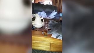 Cat Tries To Steal Some Ice Cubes