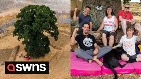 Protesters occupy 600-year-old oak tree to prevent it from being cut down