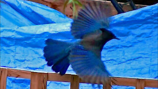 IECV NV #174 - 👀 Steller's Jay And The Grey Squirrels Adventure 9-24-2015