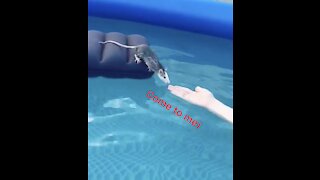 The rat in an inflatable pool!