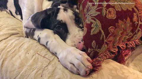 Great Dane Puppy Tries to Stay Awake to Pester Cat