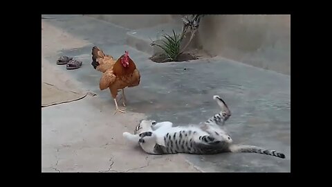 Chicken VS Dog & Cat Fights | Funny Fights Video